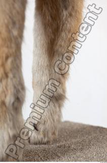 Wolf leg photo reference 0006